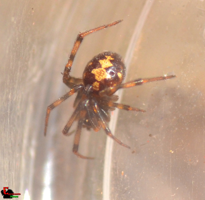 Steatoda triangulosa - Rocca Priora (RM)